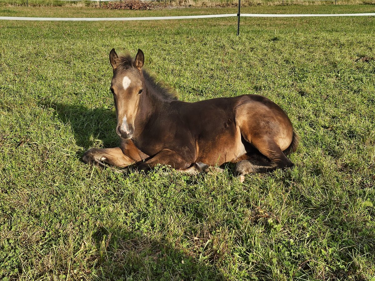 American Quarter Horse Giumenta Puledri (06/2024) 150 cm Pelle di daino in Moormerland