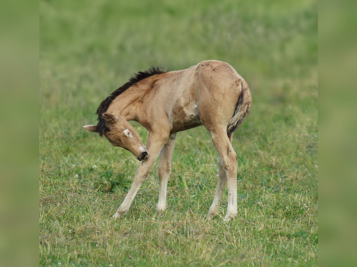 American Quarter Horse Giumenta  150 cm Pelle di daino in Waldshut-Tiengen