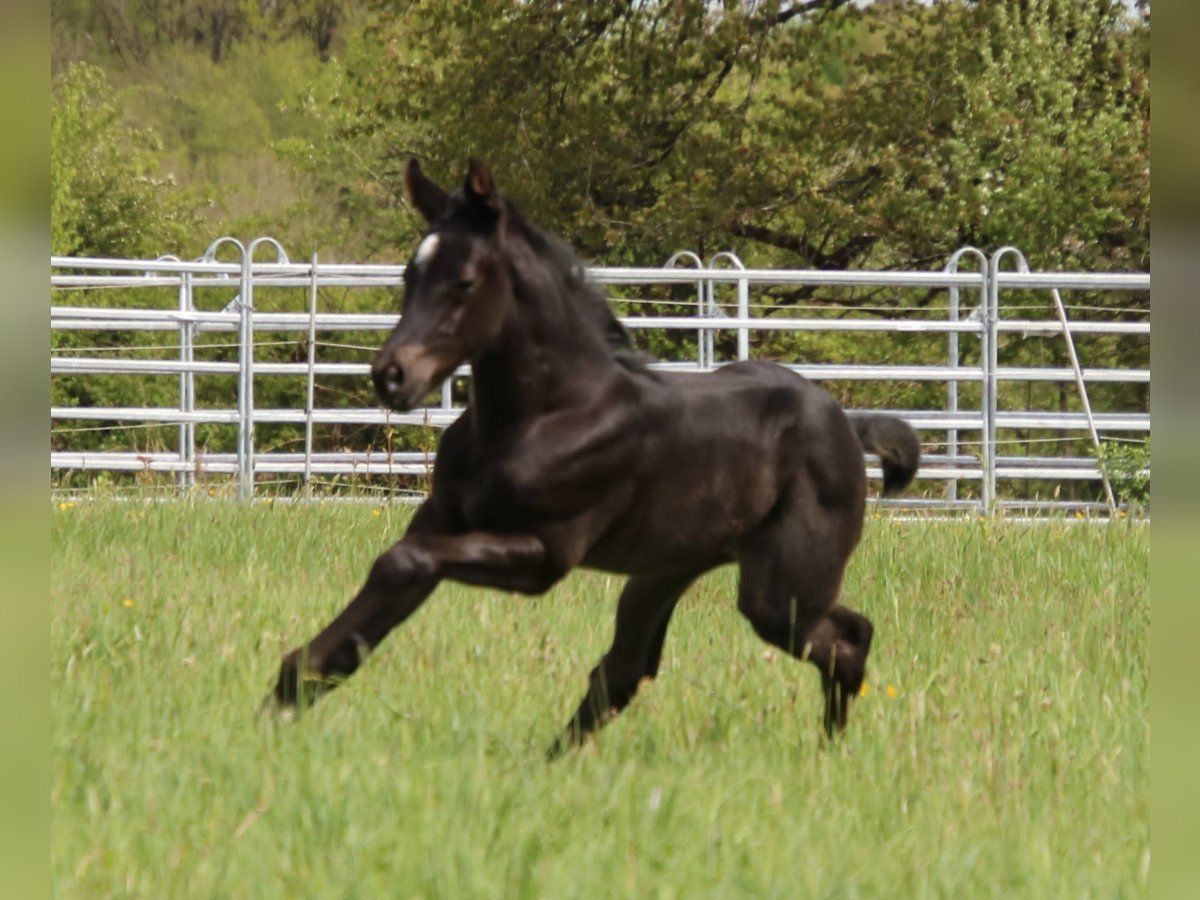 American Quarter Horse Giumenta Puledri
 (04/2024) 150 cm Roano blu in Breitenbach