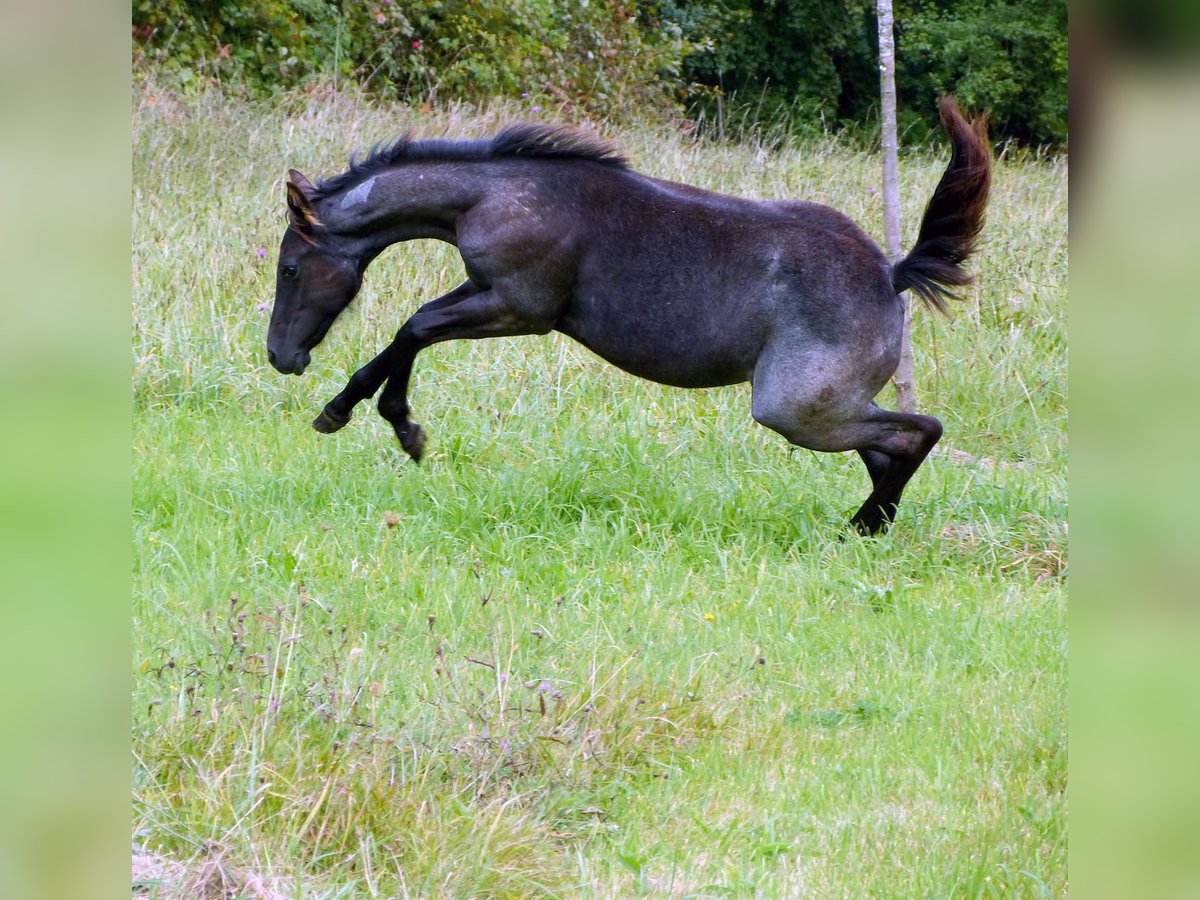 American Quarter Horse Giumenta Puledri (04/2024) 150 cm Roano blu in Breitenbach