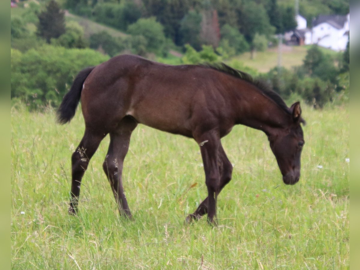 American Quarter Horse Giumenta Puledri
 (04/2024) 150 cm Roano blu in Breitenbach