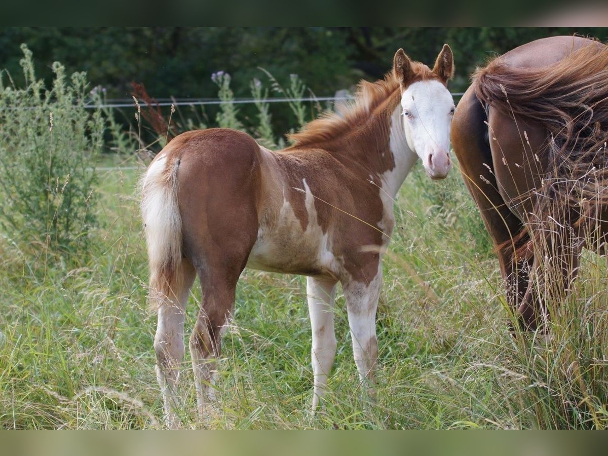 American Quarter Horse Giumenta Puledri (04/2024) 150 cm Sauro in Steinsberg