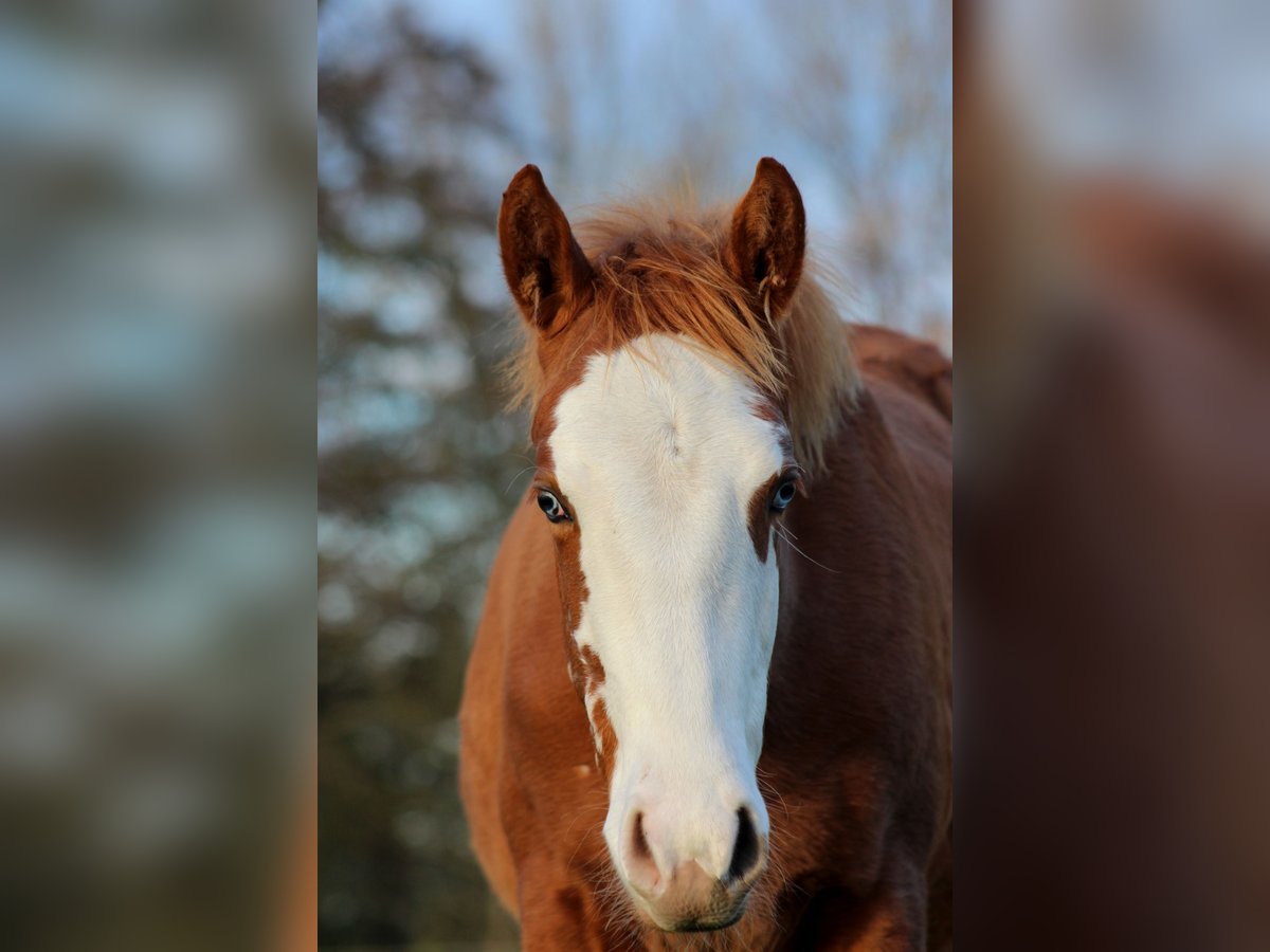 American Quarter Horse Giumenta Puledri (03/2025) 151 cm Sauro in Stade