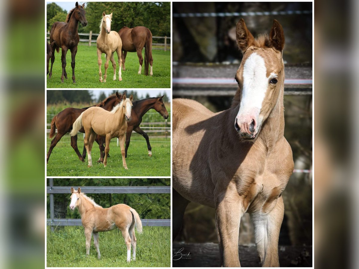 American Quarter Horse Giumenta  152 cm Palomino in Waidhaus