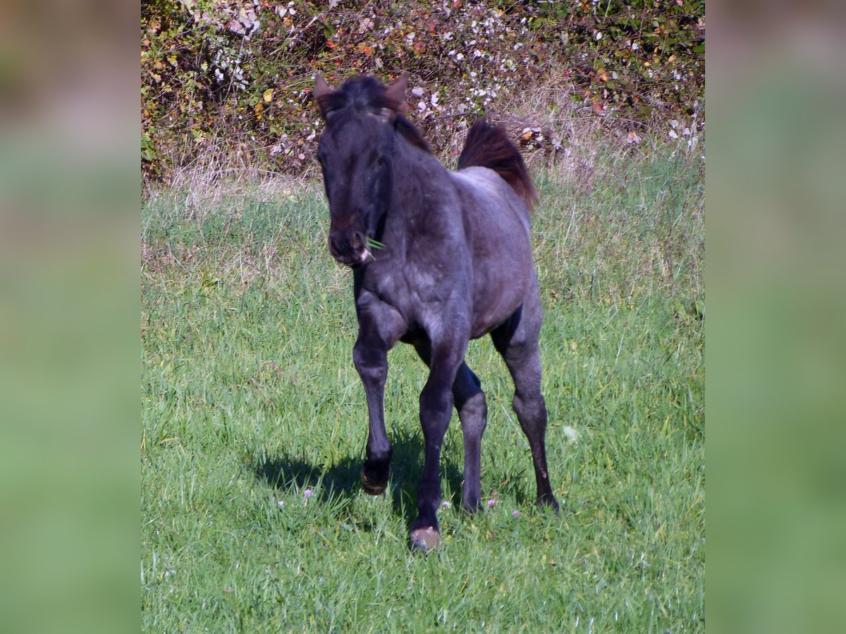 American Quarter Horse Giumenta  153 cm Roano blu in Breitenbach