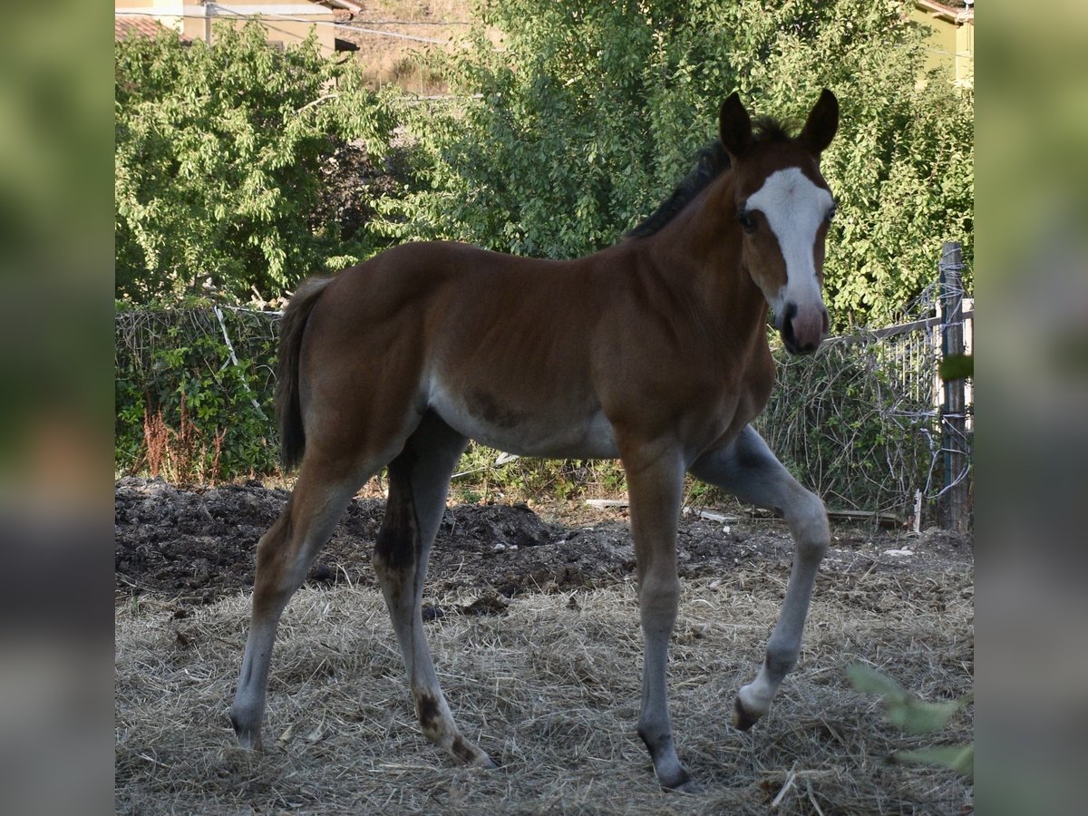 American Quarter Horse Giumenta Puledri (08/2024) Baio ciliegia in Spoleto