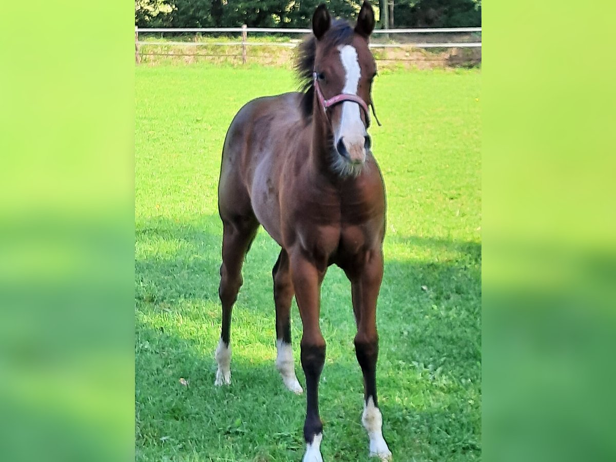 American Quarter Horse Giumenta Puledri (04/2024) Baio in Bedburg-Hau