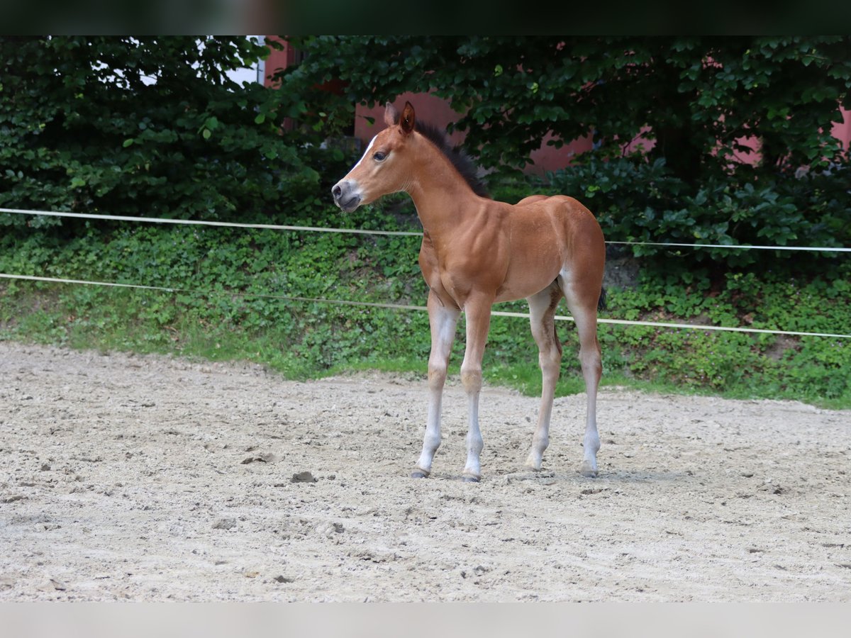 American Quarter Horse Giumenta Puledri (06/2024) Baio in Neuwied