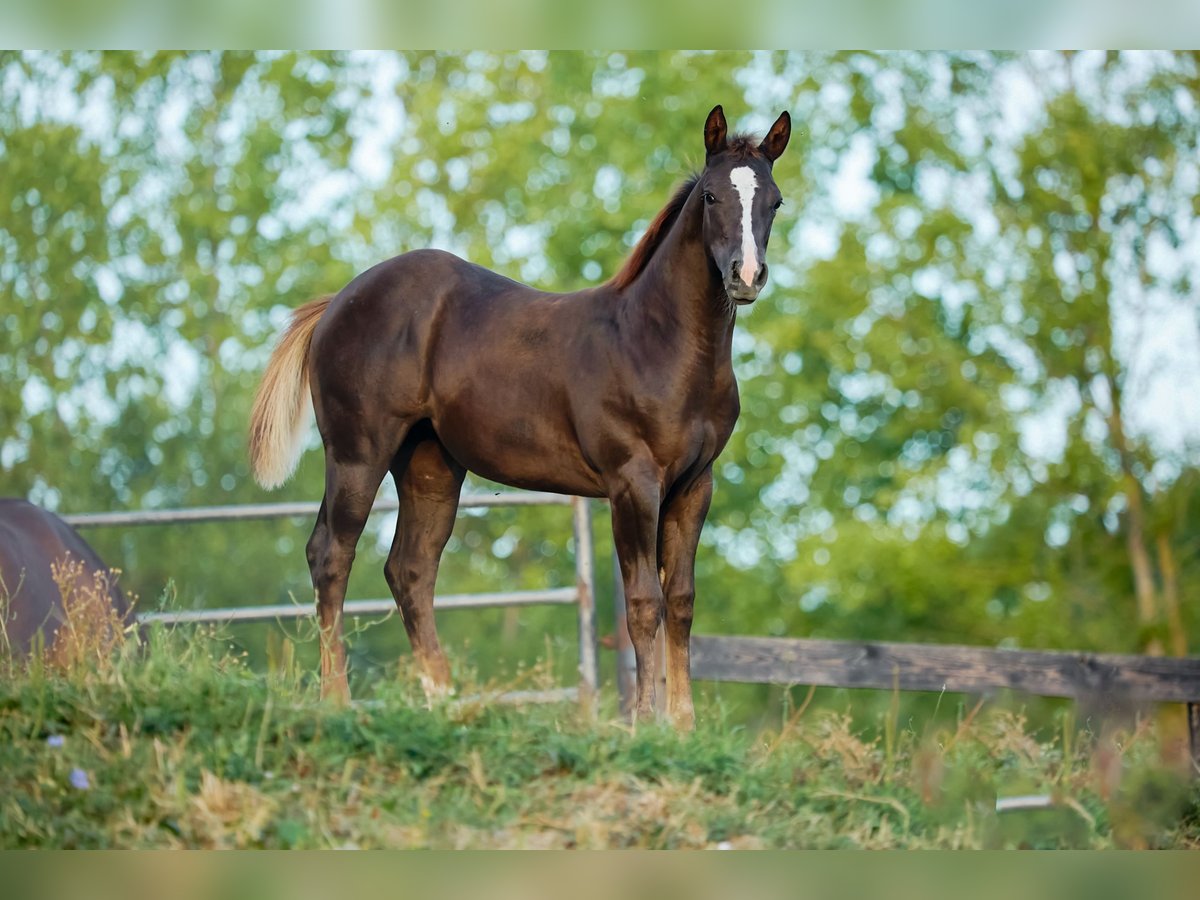 American Quarter Horse Giumenta Puledri (04/2024) Baio scuro in München