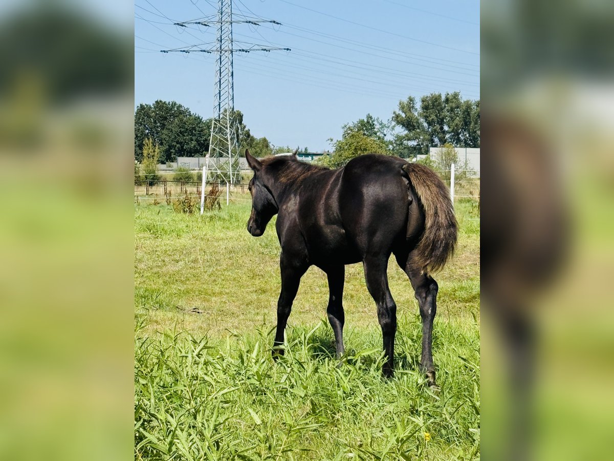American Quarter Horse Giumenta Puledri (04/2025) Morello in Gifhorn