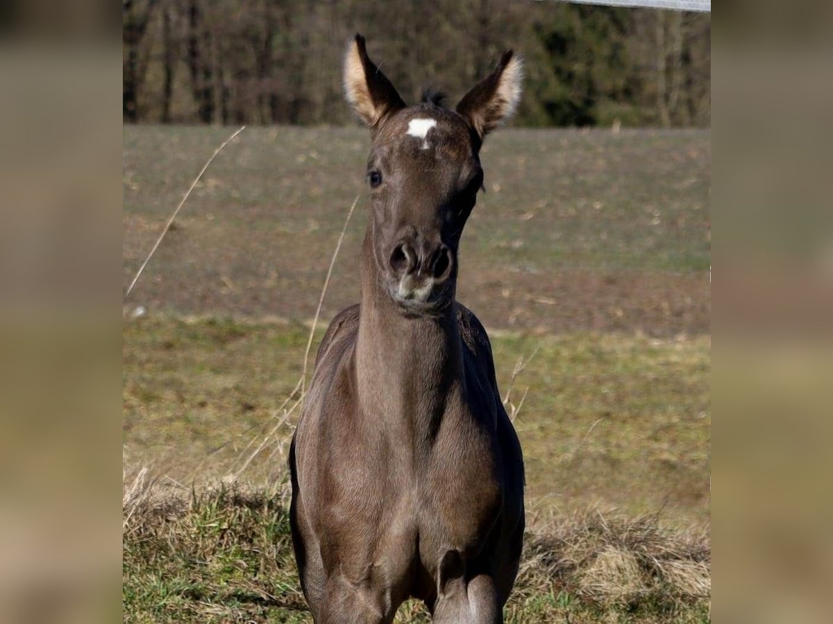 American Quarter Horse Giumenta  Morello in Schlammersdorf-Moos