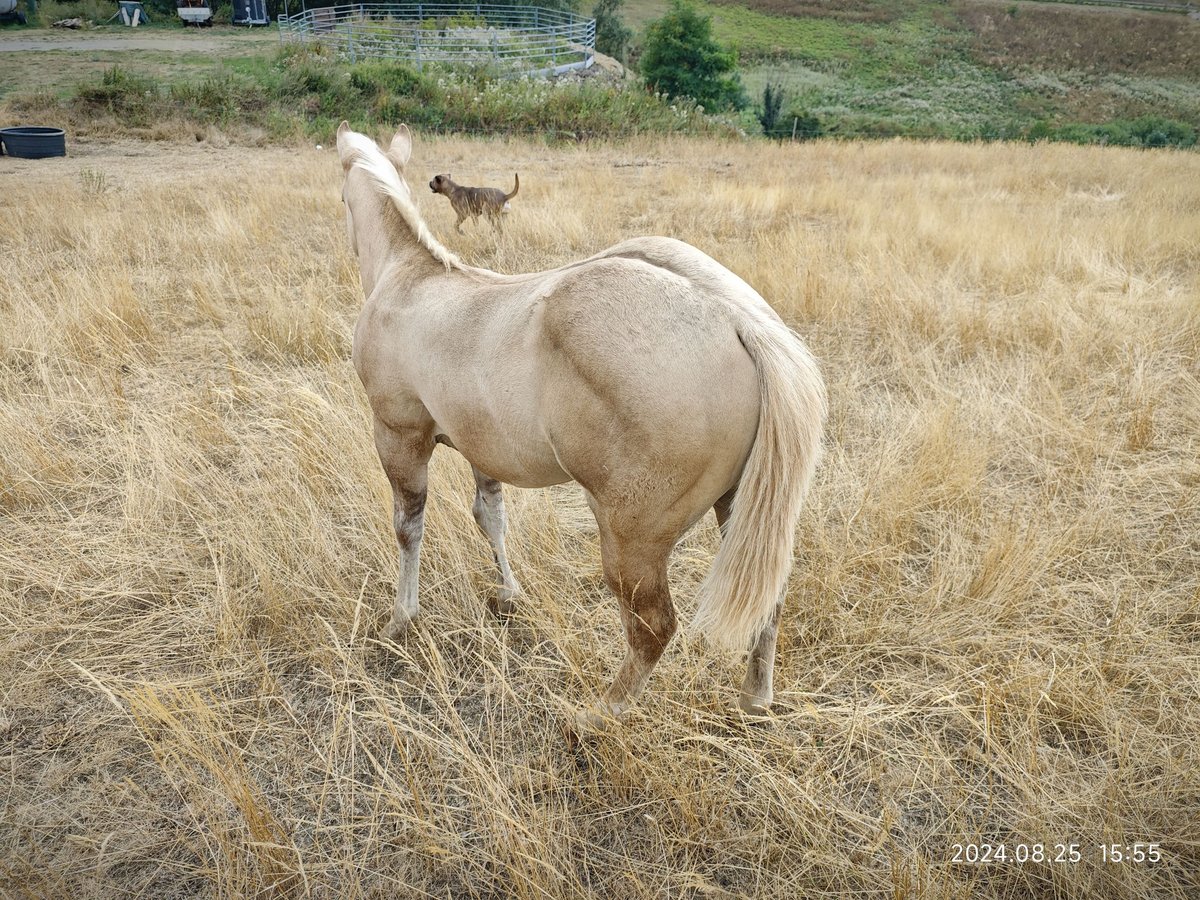 American Quarter Horse Giumenta Puledri (06/2024) Palomino in Le Soler