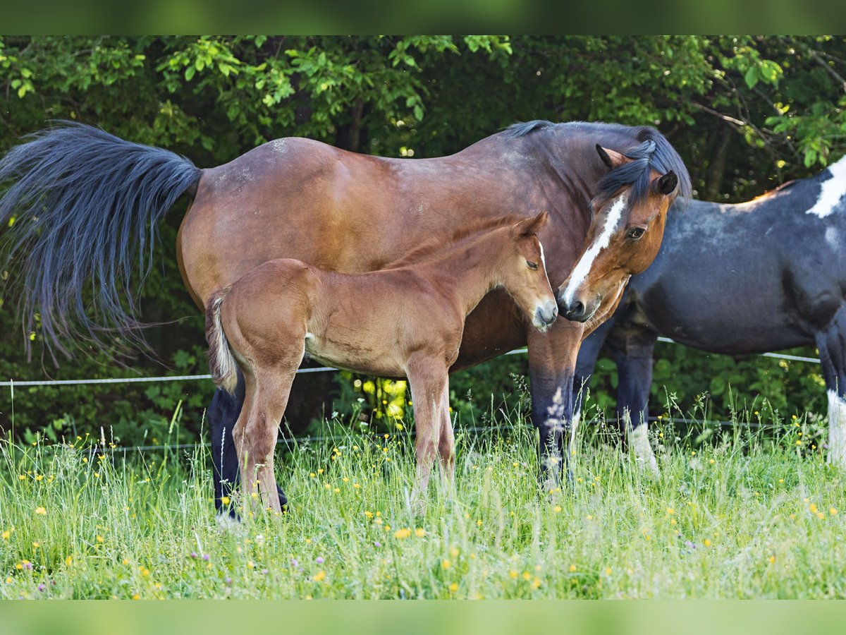 American Quarter Horse Giumenta Puledri
 (05/2024) Sauro in Dietenheim