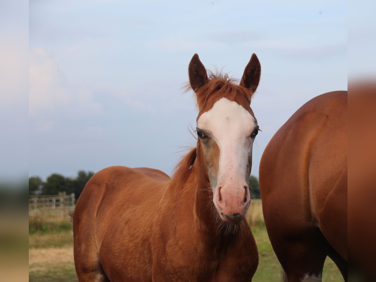 American Quarter Horse Giumenta Puledri
 (05/2024) Sauro in Haren