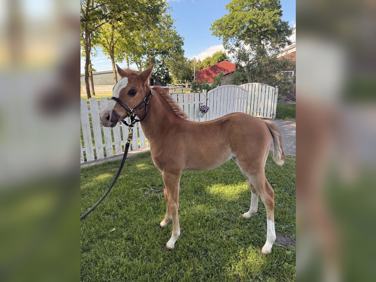 American Quarter Horse Giumenta  Sauro scuro in Haren
