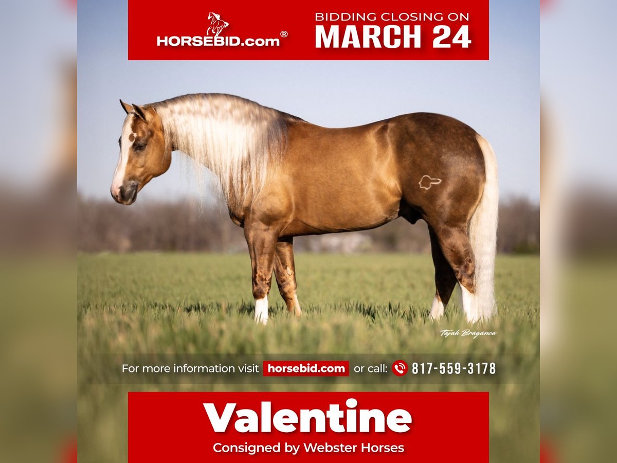 American Quarter Horse Hengst 11 Jaar 152 cm in Ponder, TX