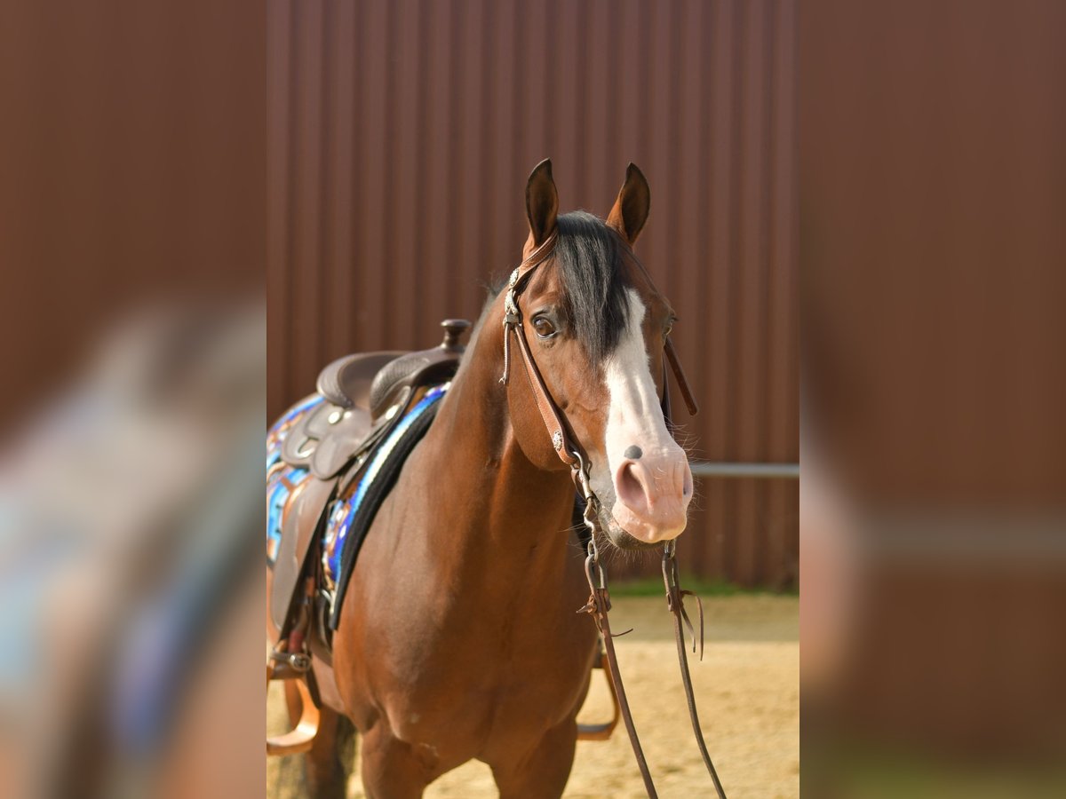 American Quarter Horse Hengst 11 Jahre 153 cm Dunkelbrauner in Geilenkirchen