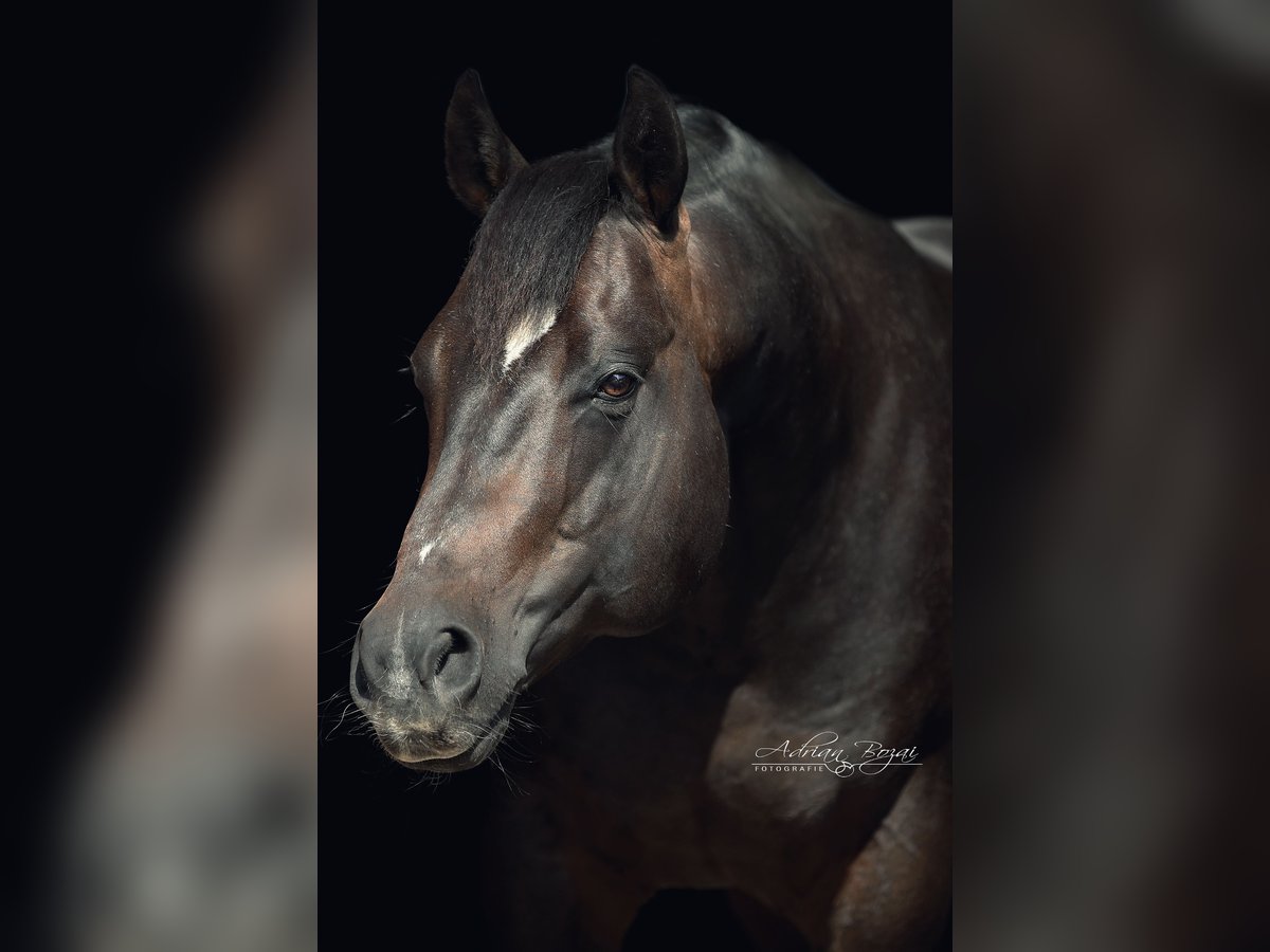 American Quarter Horse Hengst 12 Jaar Donkerbruin in Rottenburg am Neckar