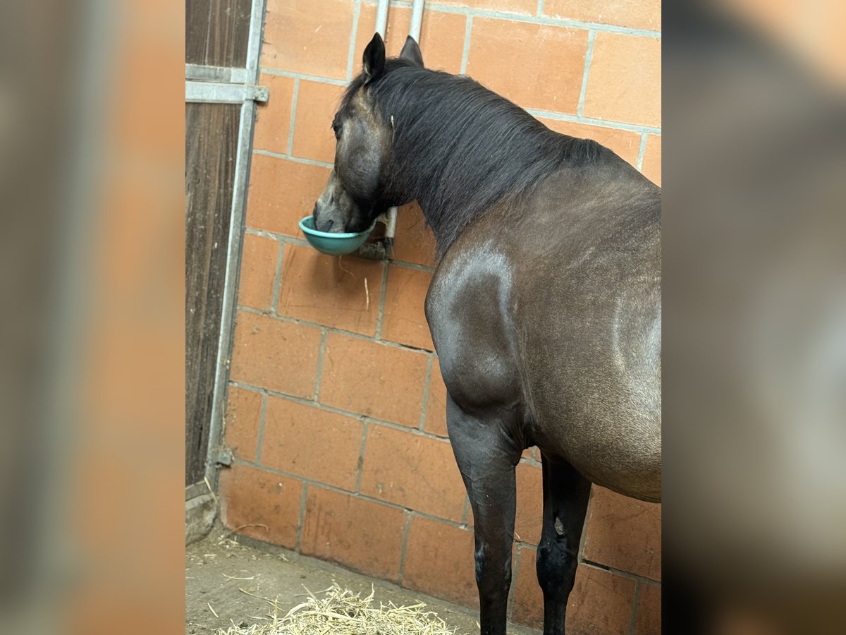American Quarter Horse Hengst 13 Jahre 148 cm Dunkelbrauner in Delligsen