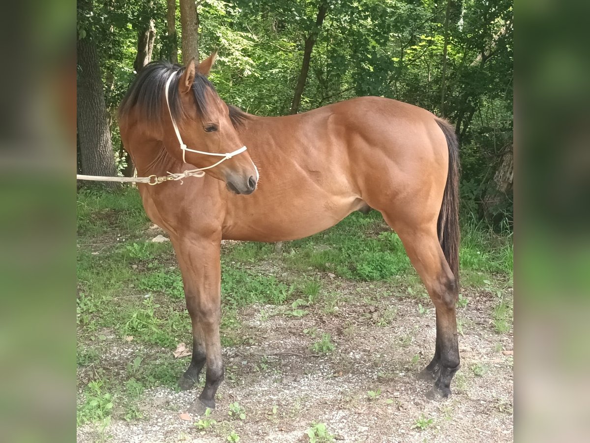 American Quarter Horse Hengst 1 Jaar 130 cm Lichtbruin in Zagreb