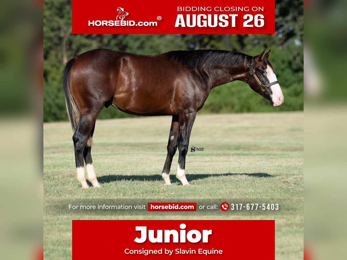 American Quarter Horse Hengst 1 Jaar 137 cm Roodbruin in Whitesboro