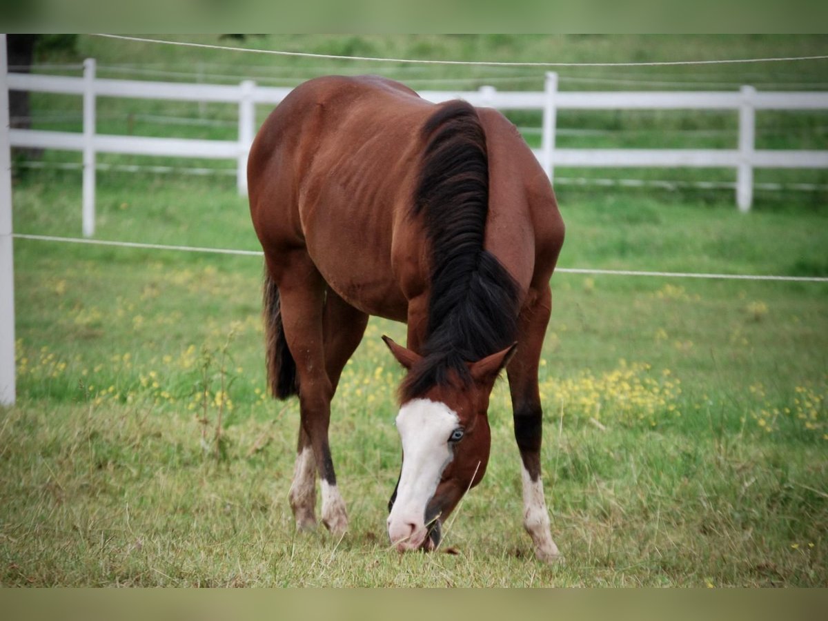 American Quarter Horse Hengst 1 Jaar 140 cm Bruin in Limburg an der Lahn