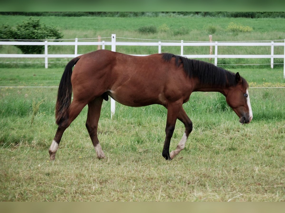 American Quarter Horse Hengst 1 Jaar 140 cm Bruin in Villmar