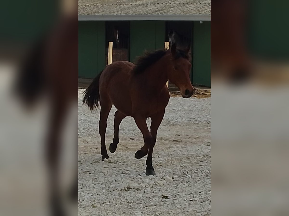 American Quarter Horse Hengst 1 Jaar 140 cm Roodbruin in chieti