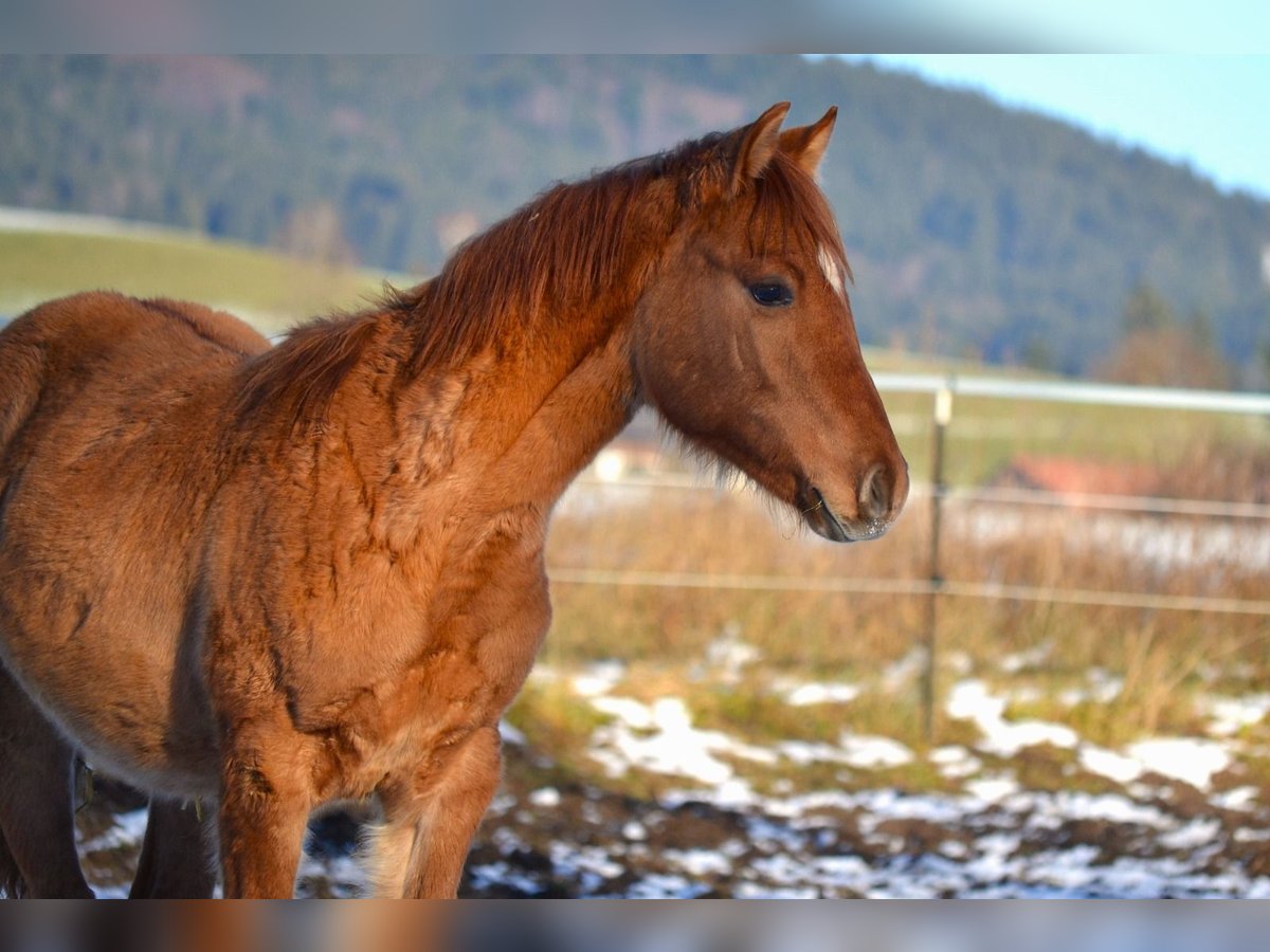 American Quarter Horse Mix Hengst 1 Jaar 142 cm Red Dun in St. Koloman