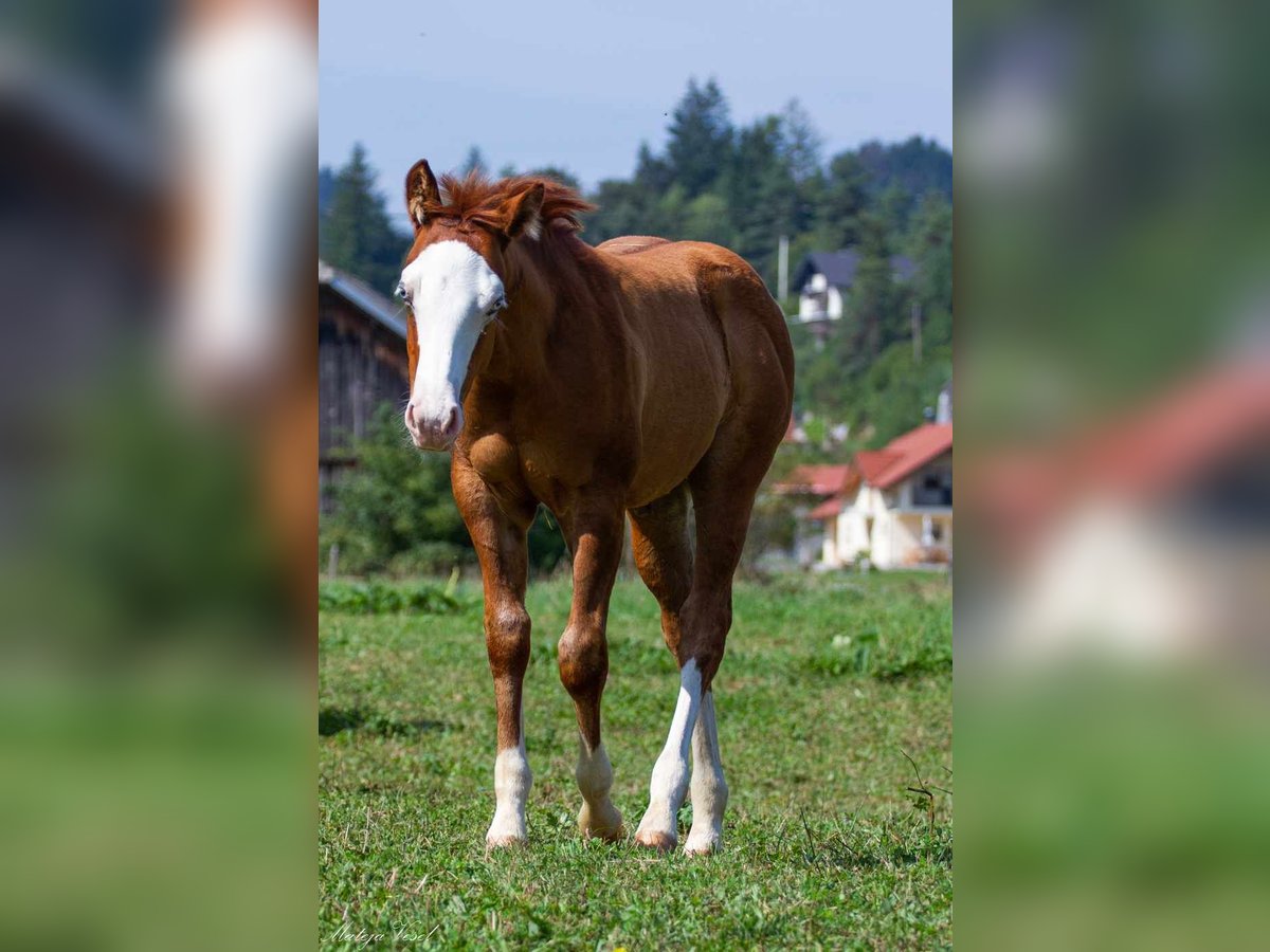 American Quarter Horse Hengst 1 Jaar 147 cm Donkerbruin in SODRAZICA