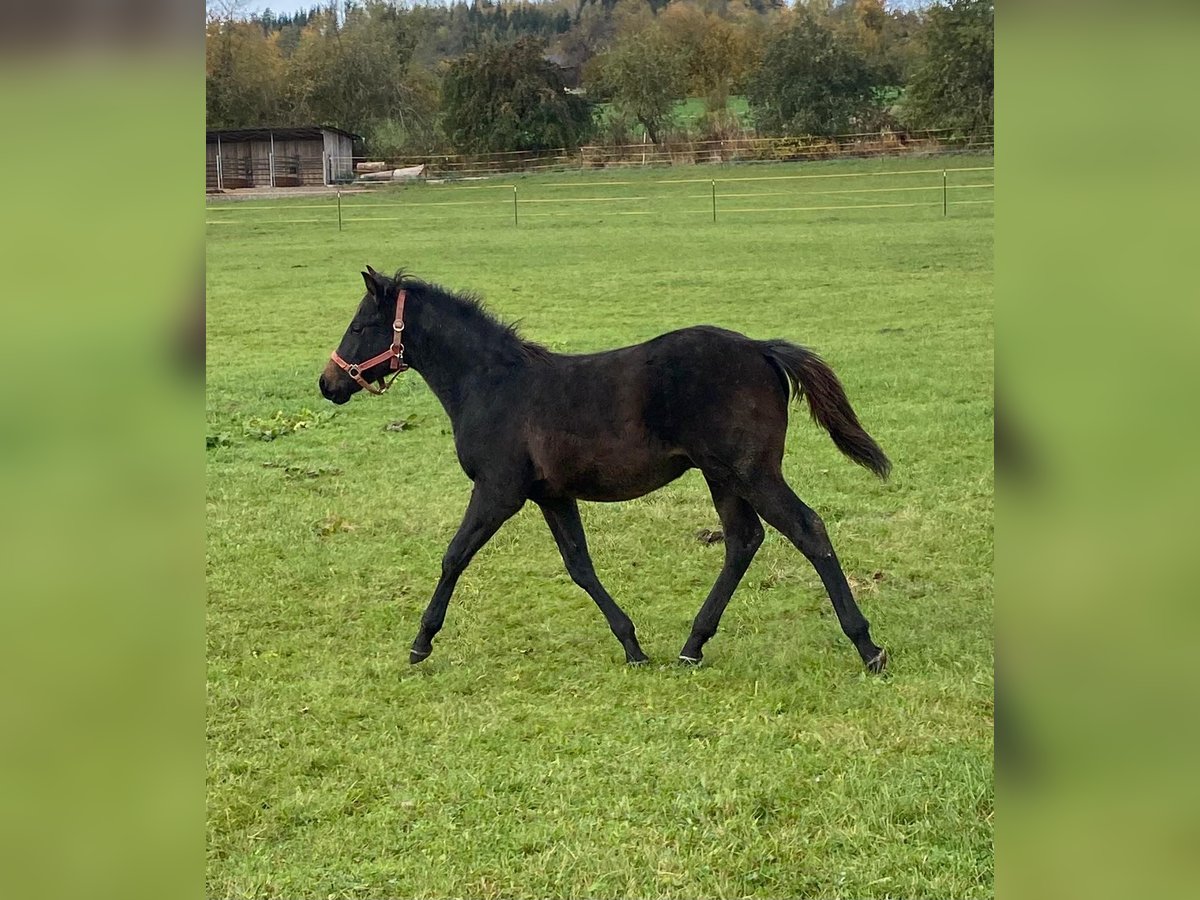 American Quarter Horse Hengst 1 Jaar 147 cm Donkerbruin in Erbendorf