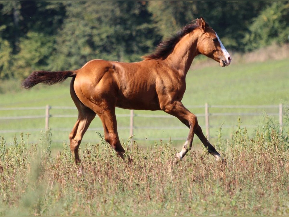 American Quarter Horse Hengst 1 Jaar 148 cm Brauner in Waldshut-Tiengen
