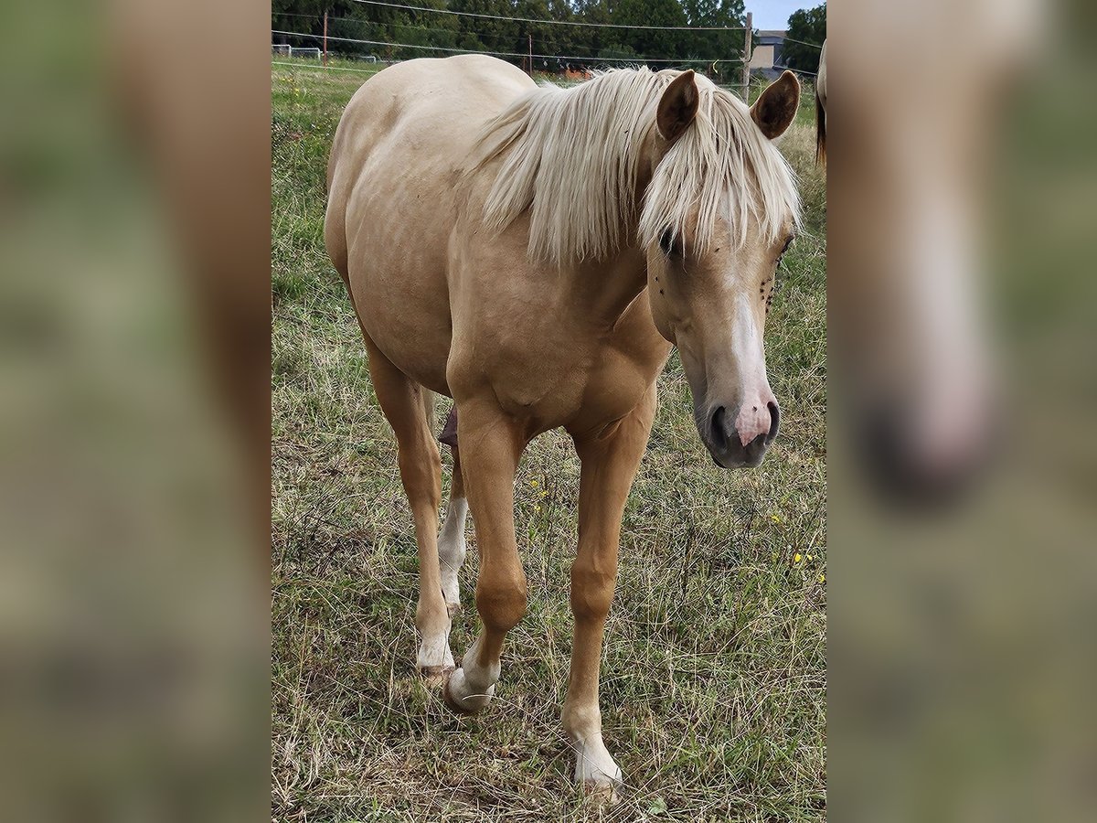 American Quarter Horse Hengst 1 Jaar 148 cm Palomino in M&#xFC;glitztal