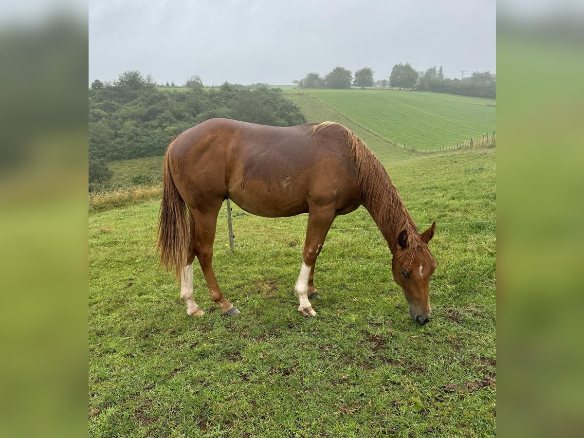 American Quarter Horse Hengst 1 Jaar 148 cm Vos in Daleiden