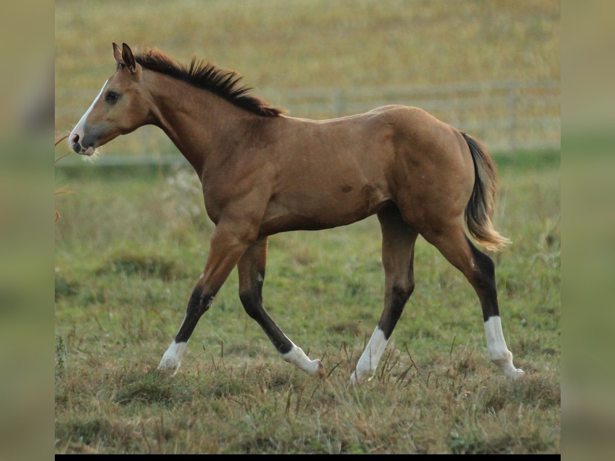 American Quarter Horse Hengst 1 Jaar 150 cm Bruin in Waldshut-Tiengen