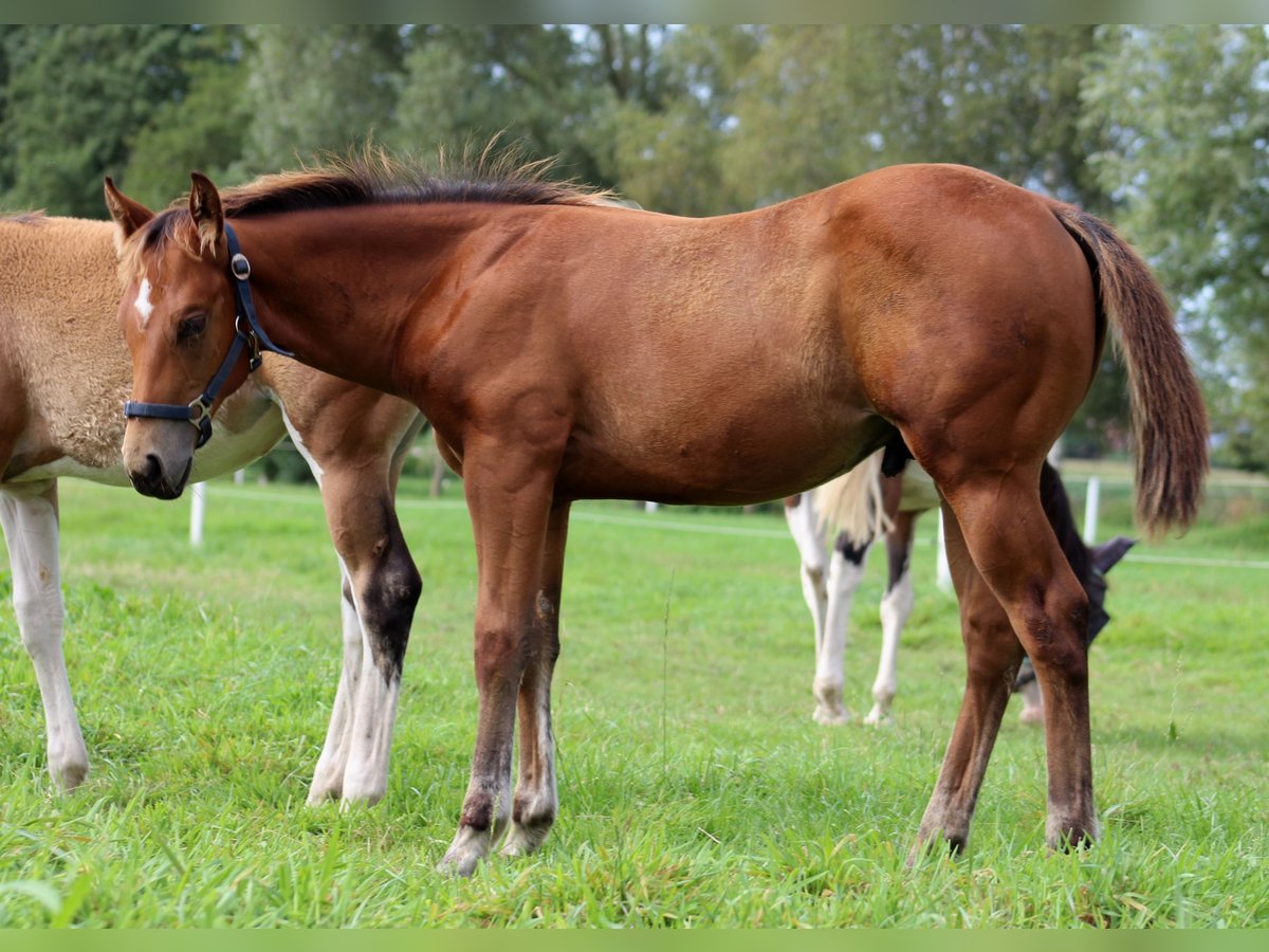 American Quarter Horse Hengst 1 Jaar 150 cm Bruin in Stade