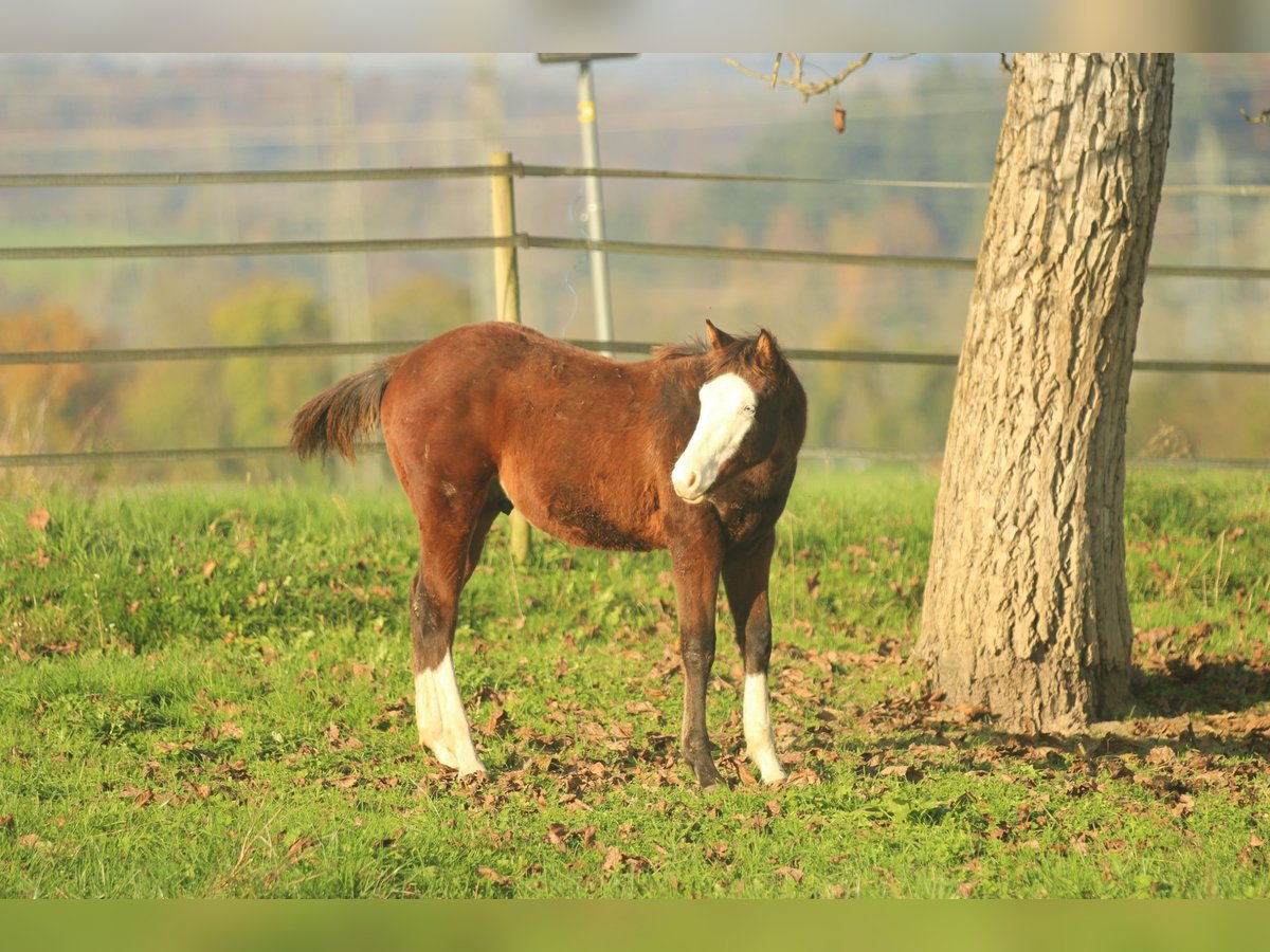 American Quarter Horse Hengst 1 Jaar 150 cm Bruin in Waldshut-Tiengen