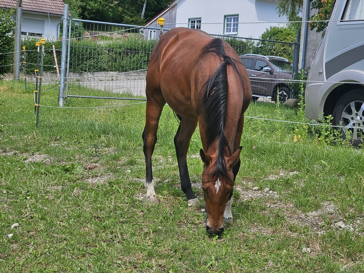 American Quarter Horse Hengst 1 Jaar 150 cm Bruin in Eggenthal