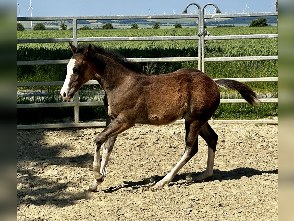 American Quarter Horse Hengst 1 Jaar 150 cm Bruin in Bad Wünnenberg