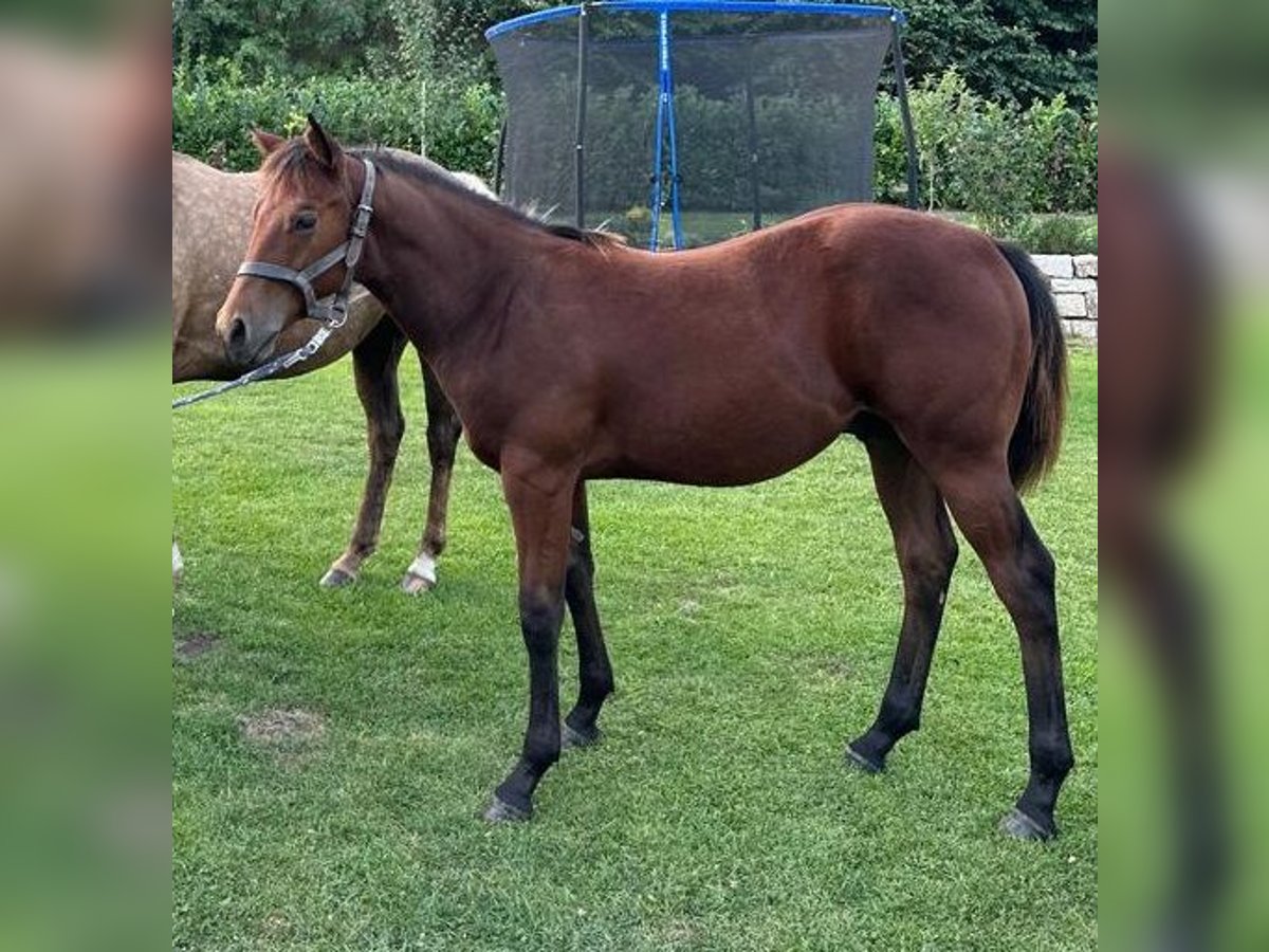 American Quarter Horse Hengst 1 Jaar 150 cm Bruin in Naumburg