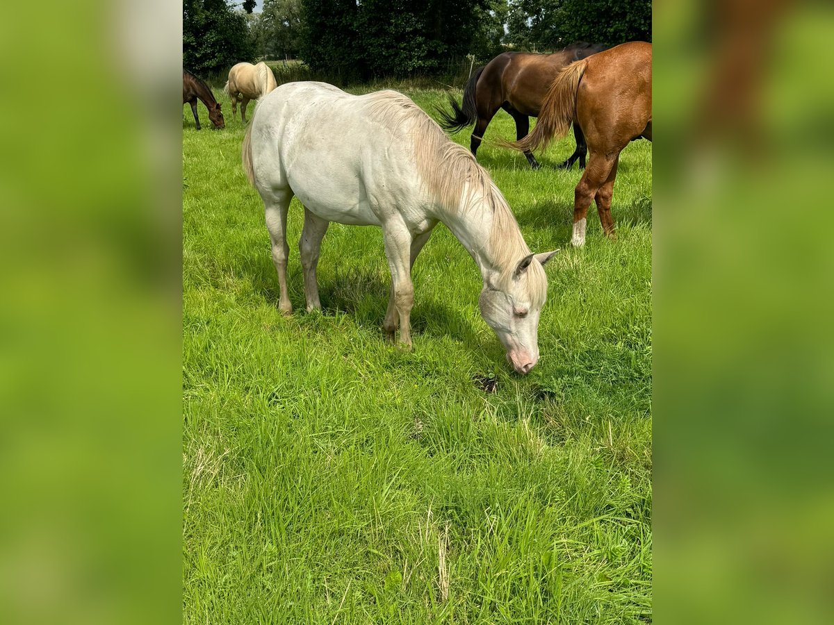 American Quarter Horse Hengst 1 Jaar 150 cm Cremello in Lübs