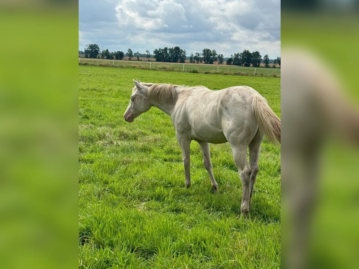 American Quarter Horse Hengst 1 Jaar 150 cm Cremello in Moritz