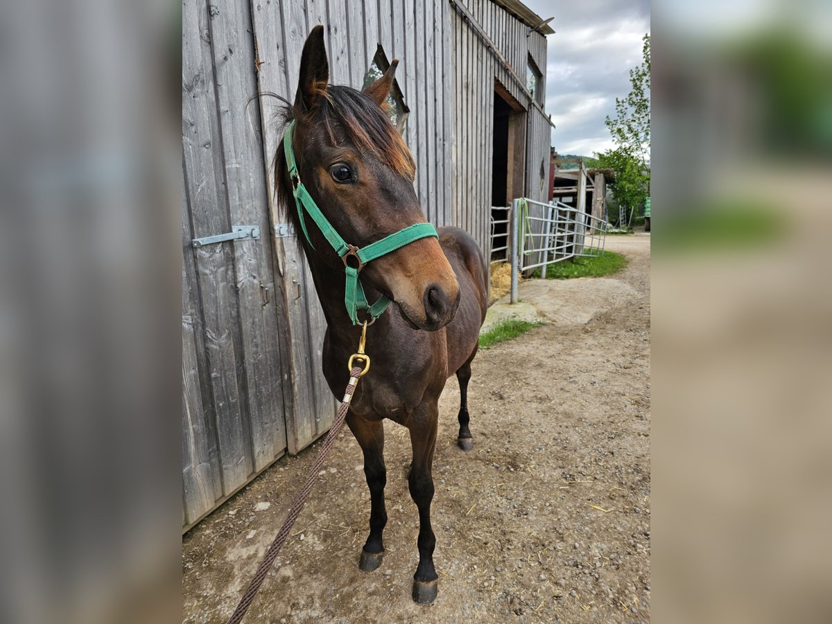 American Quarter Horse Hengst 1 Jaar 150 cm Donkerbruin in Steinen