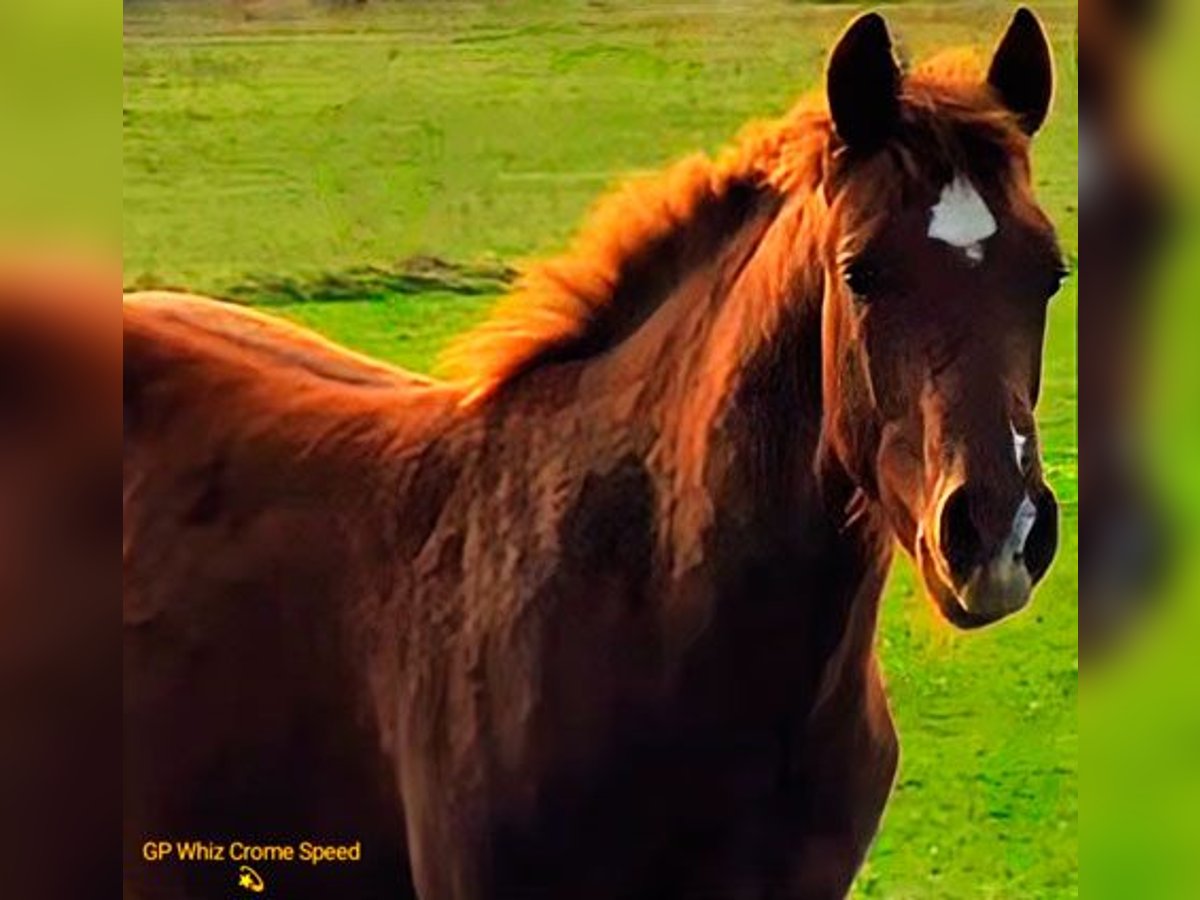 American Quarter Horse Hengst 1 Jaar 150 cm Donkere-vos in Edemissen