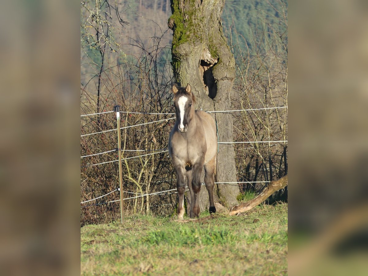 American Quarter Horse Hengst 1 Jaar 150 cm Grullo in Geiselwind