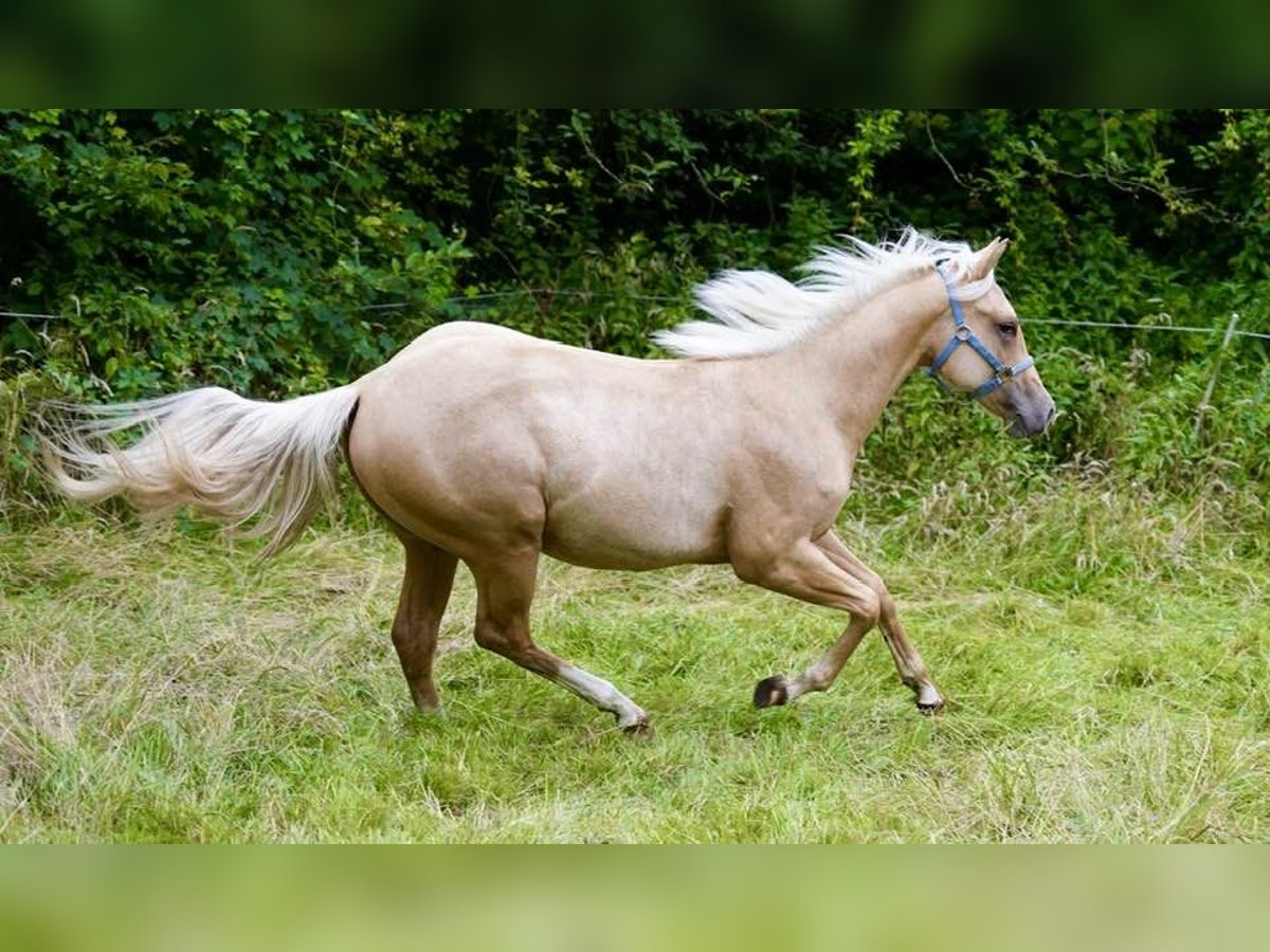 American Quarter Horse Hengst 1 Jaar 150 cm Palomino in L&#xFC;dinghausen