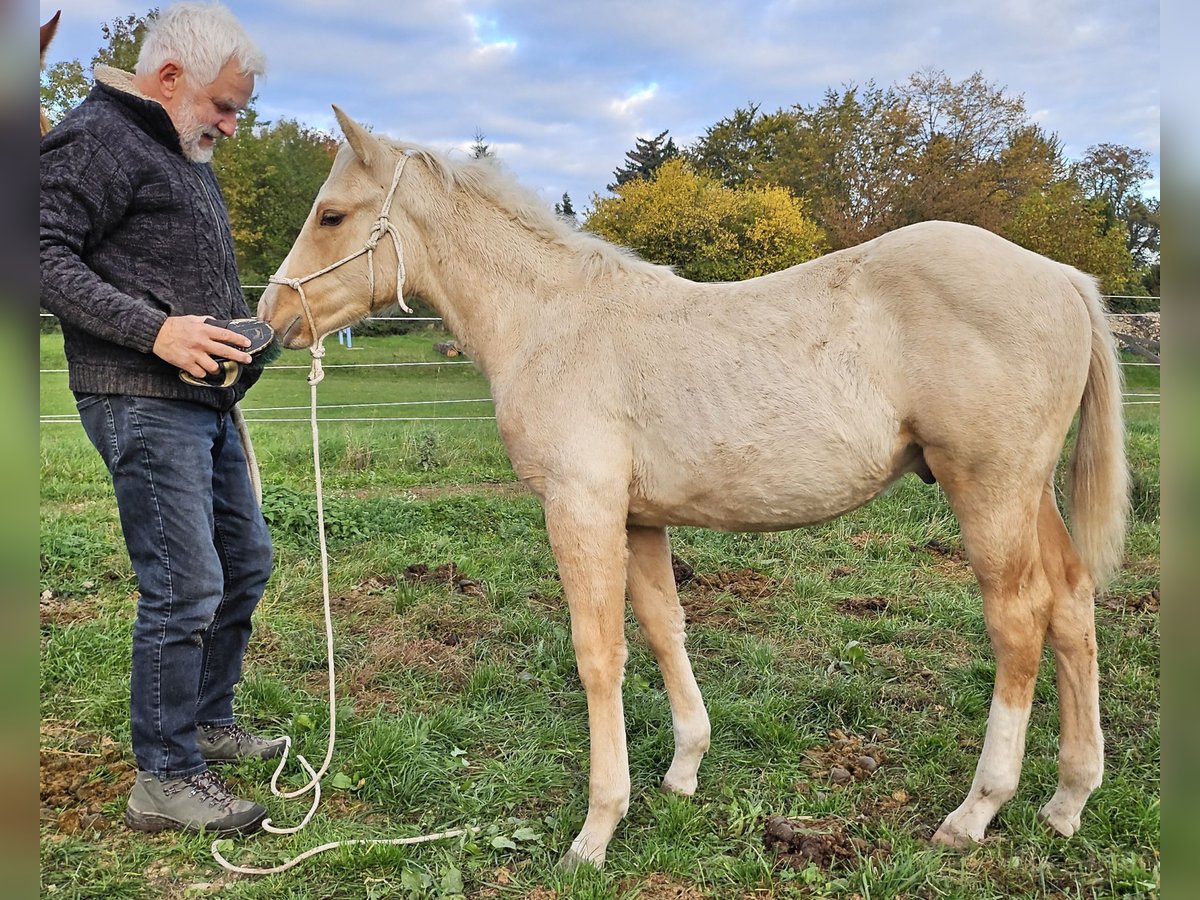 American Quarter Horse Hengst 1 Jaar 150 cm Palomino in Müglitztal