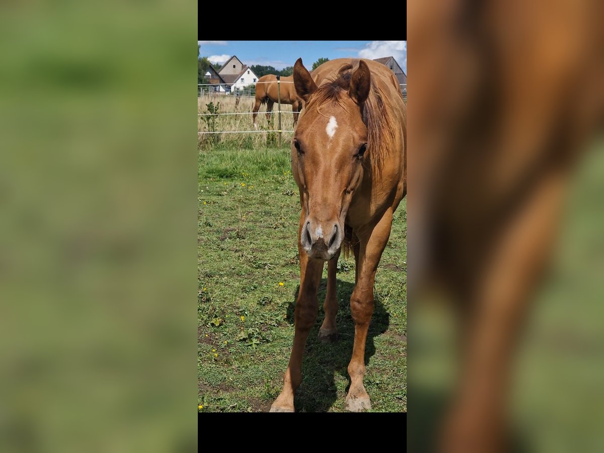 American Quarter Horse Hengst 1 Jaar 150 cm Red Dun in Villingen-Schwenningen