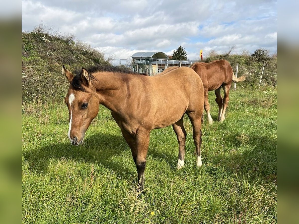 American Quarter Horse Hengst 1 Jaar 150 cm Red Dun in Daleiden