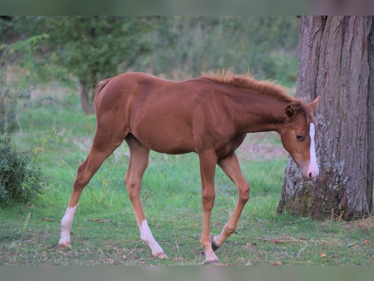 American Quarter Horse Hengst 1 Jaar 150 cm Vos in Mellingen